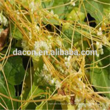 dodder extract powder